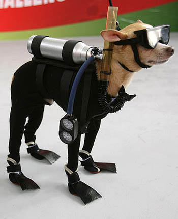 scuba-diving-chihuahua-01