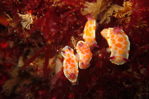 Nudibranch