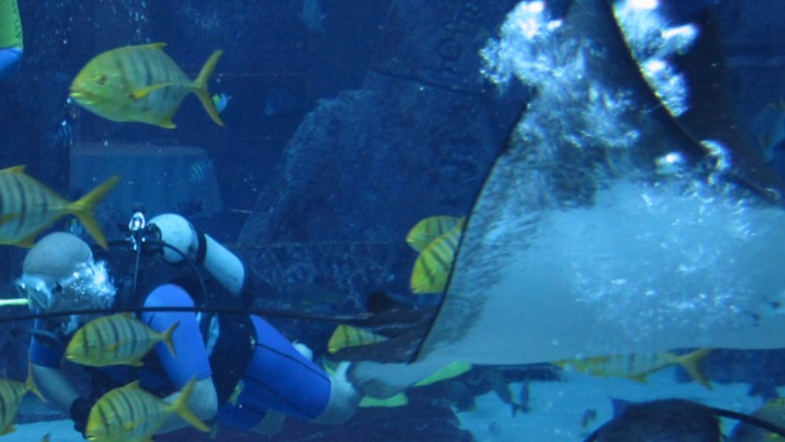 PADI Instructor Examination. Standing L-R: Julien Gerardin, Steve Cosstick, Lucas Frazier. Sitting L-R: George Wegmann (PADI Instructor Examiner) Jackson Henry and James Fluker PADI