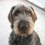 alfie