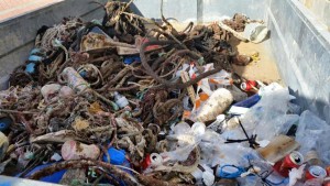 12359847_10153748149759417_5730985214898220300_n