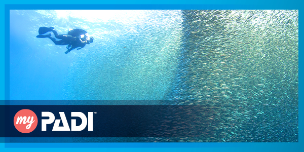 padishow-blog-600x300