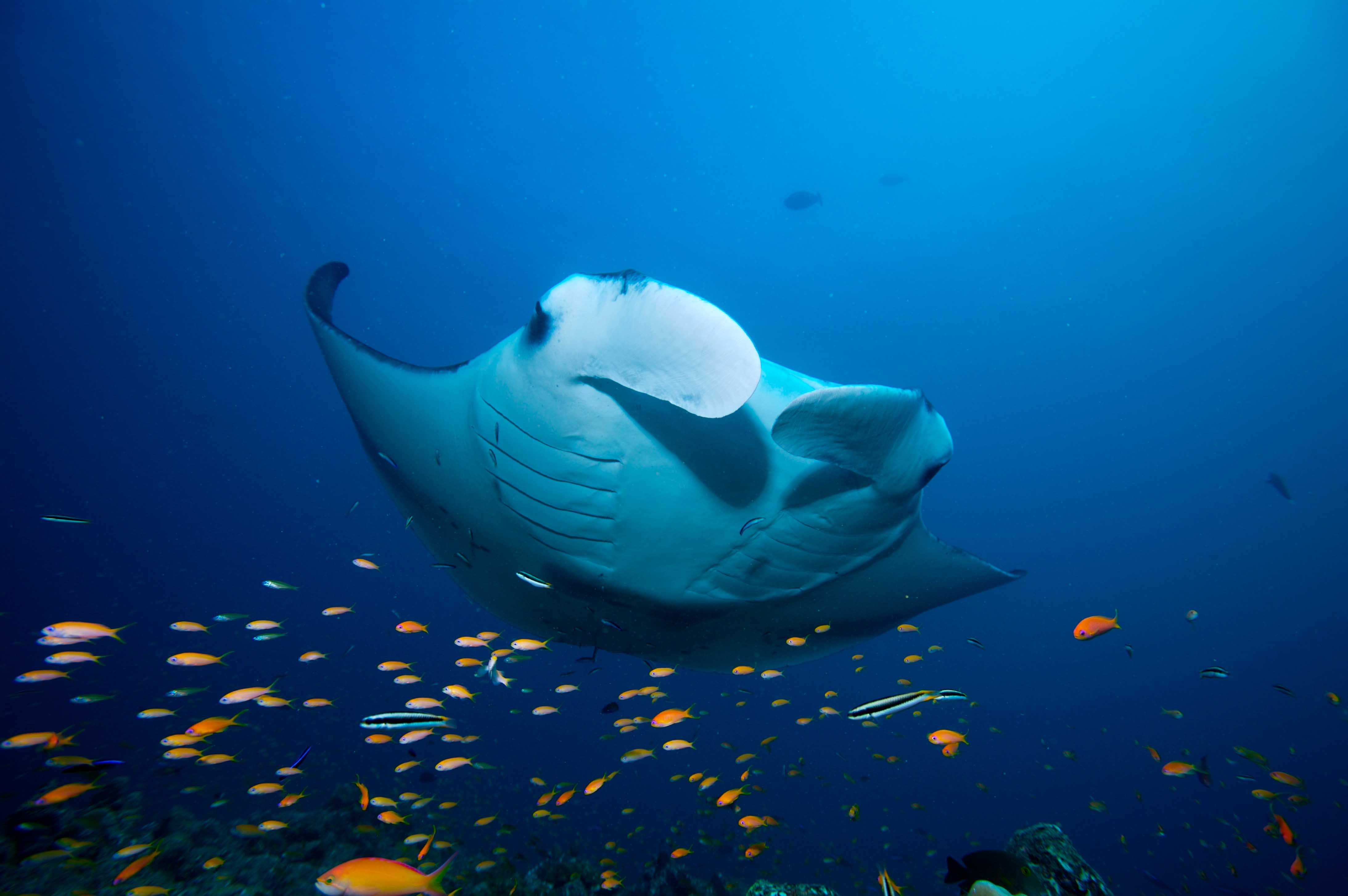 mantaraysmall PADI Pros