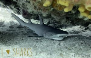 13495540_1333662076648167_6516749360063671103_o