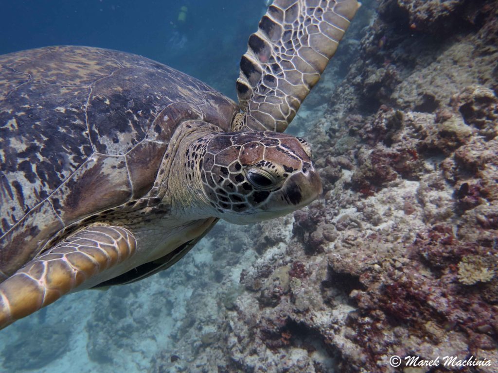 Photo by Marek Machinia