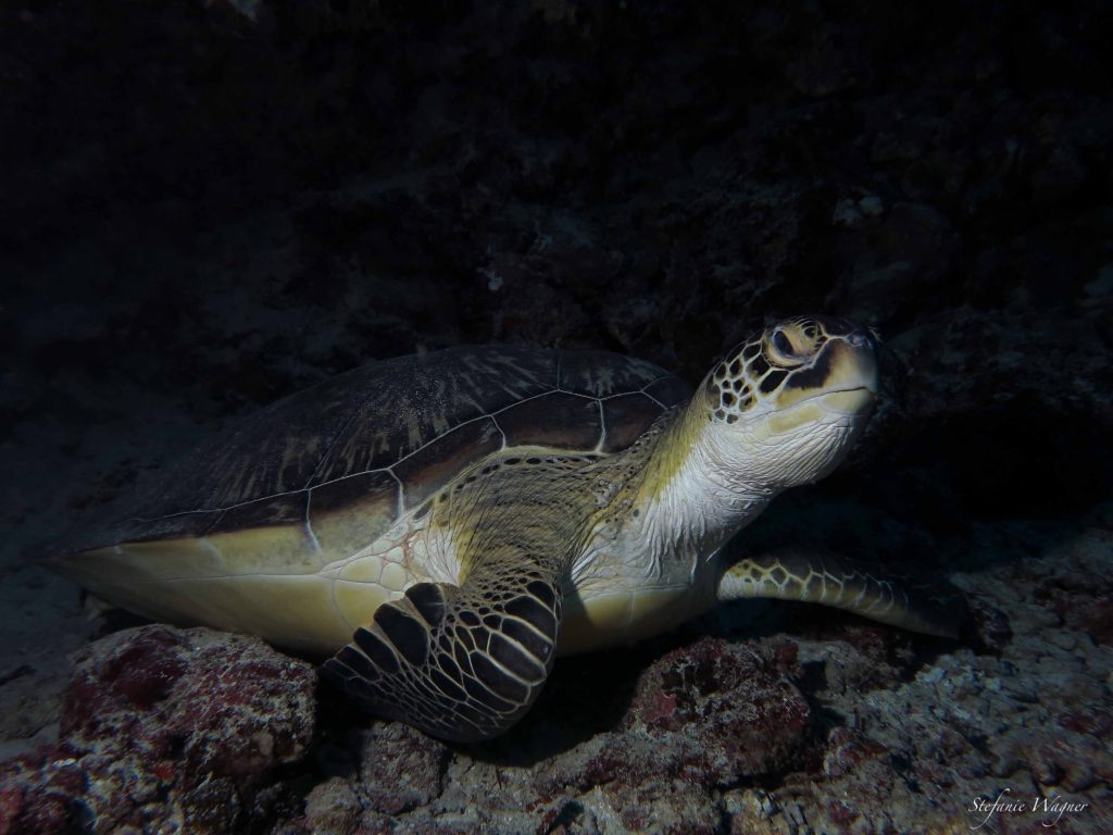 Photo by Stefanie Wagner