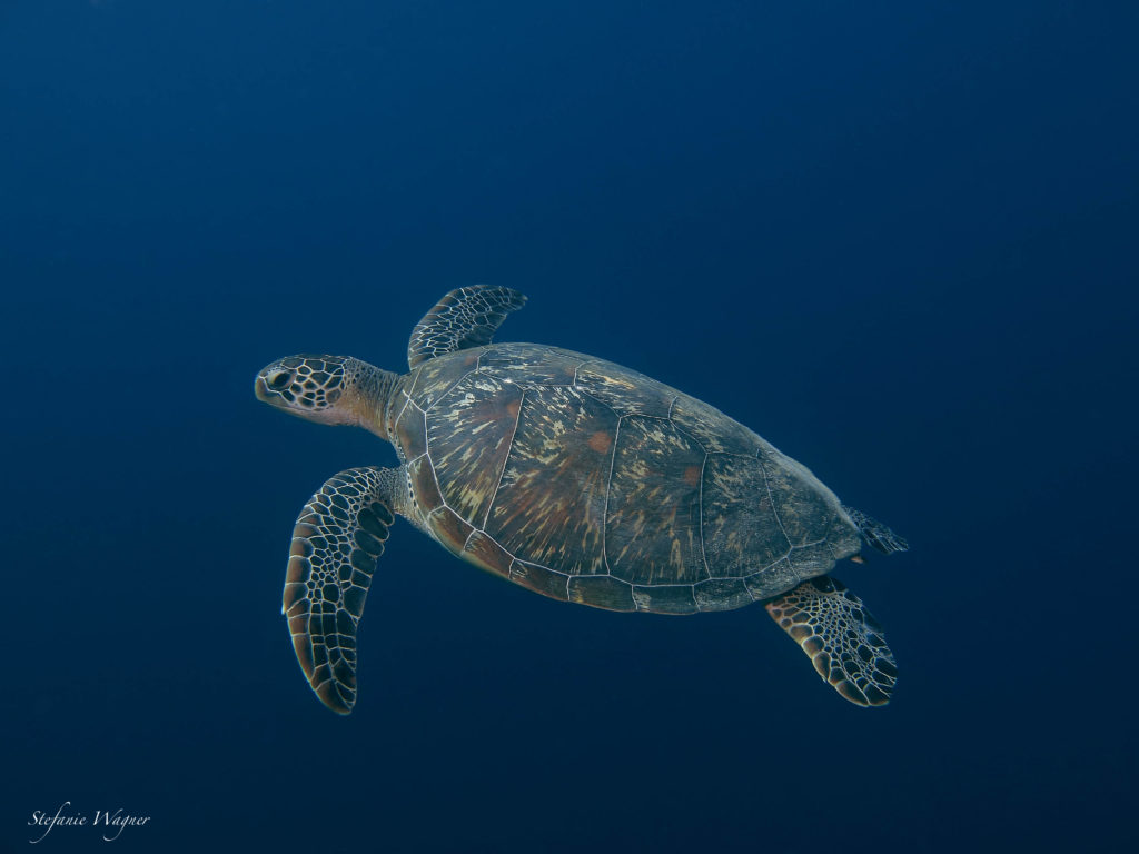 Photo by Stefanie Wagner