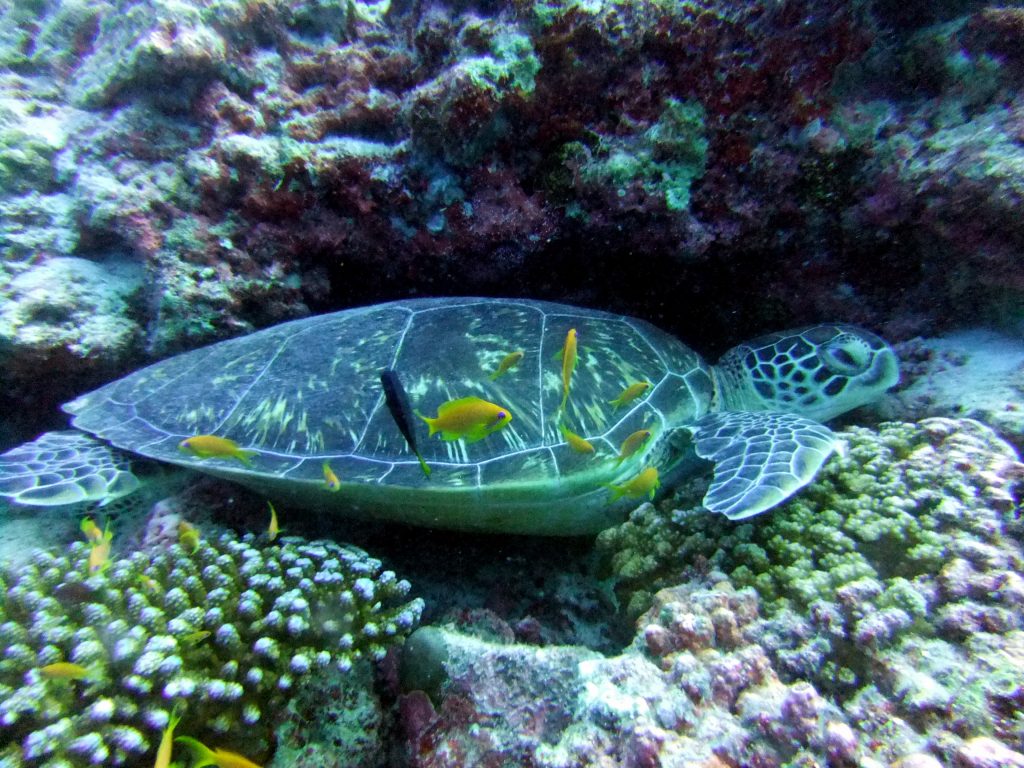 Photo credit - Ruth Franklin