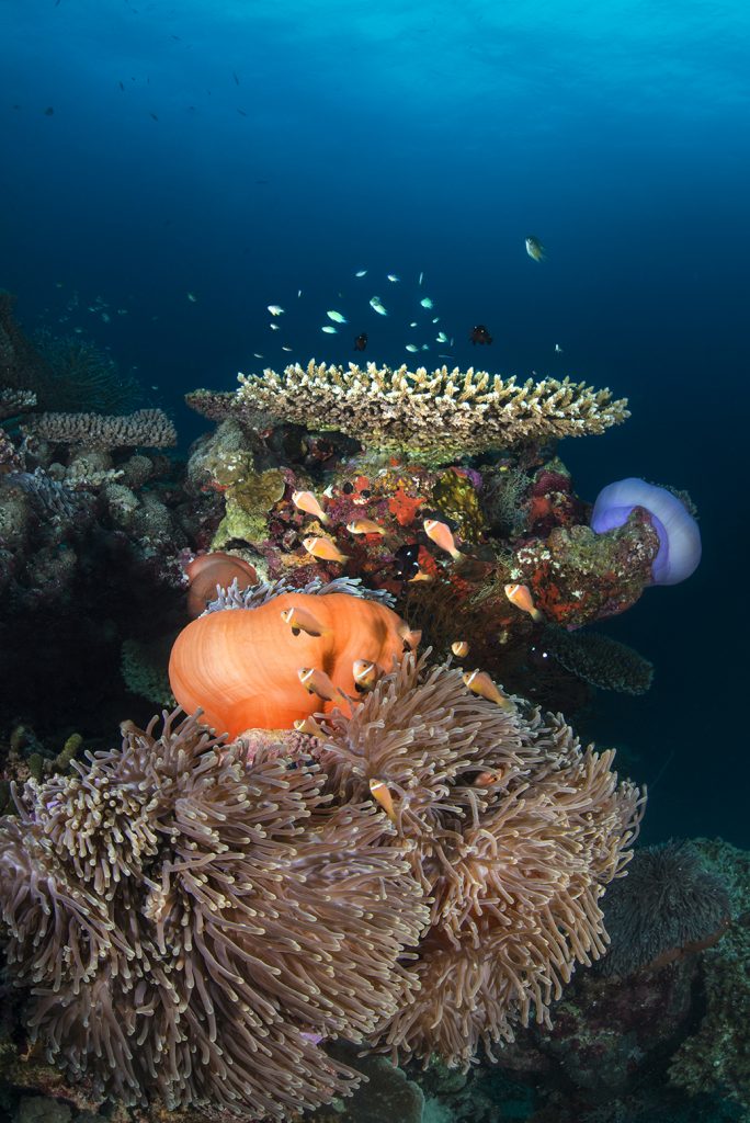 Photo credit - Ruth Franklin