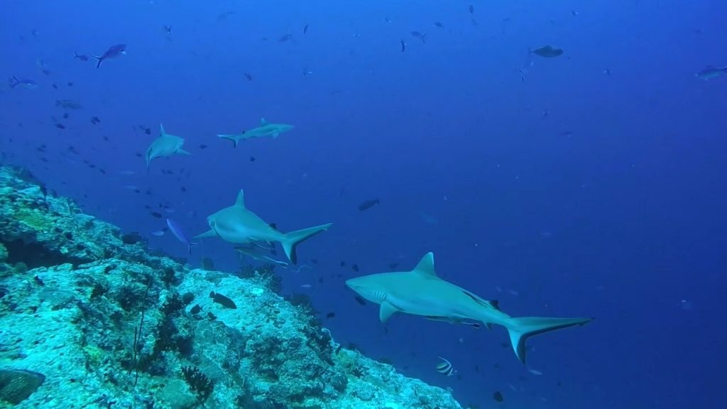 Shark diving with Fulidhoo Dive Maldives