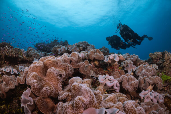 Os 13 tipos diferentes de Divemaster