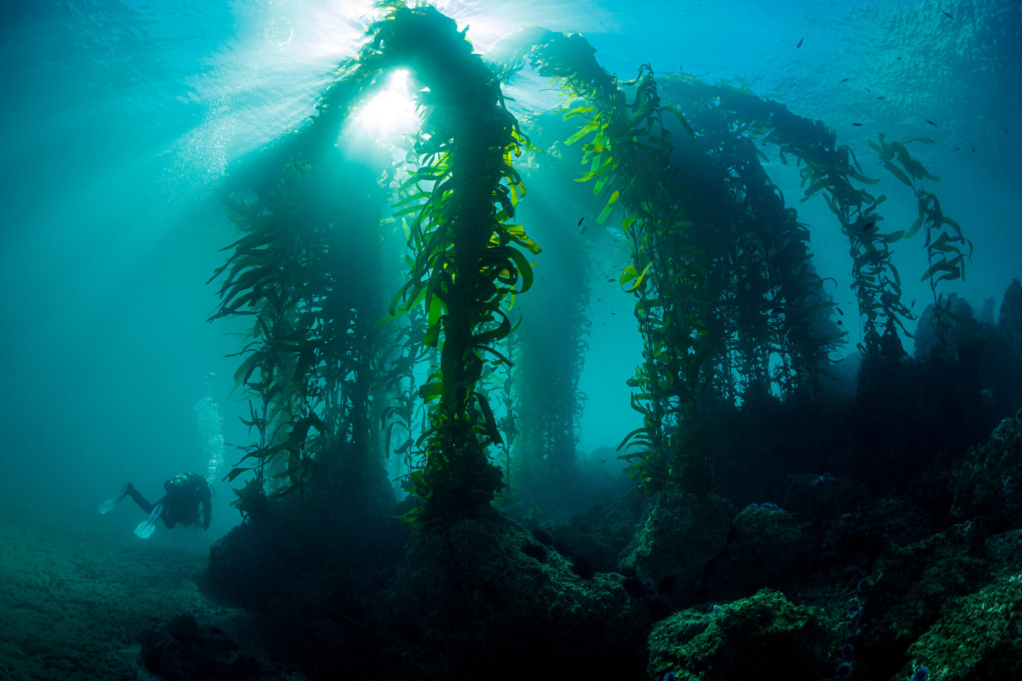 A diver explores the kelp forests off catalina island