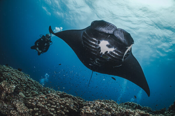 a diver swims alongside a manta ray in Fiji