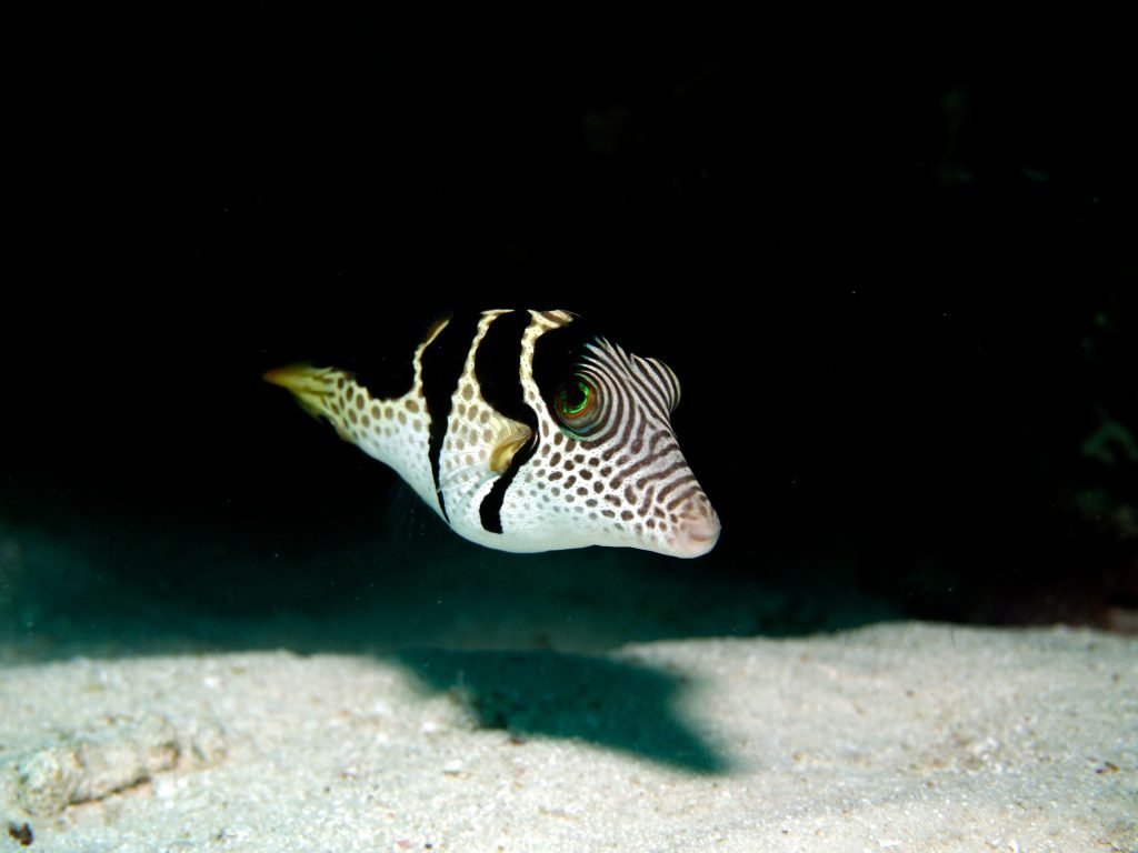 The poisonous pufferfish Their true story PADI Pros
