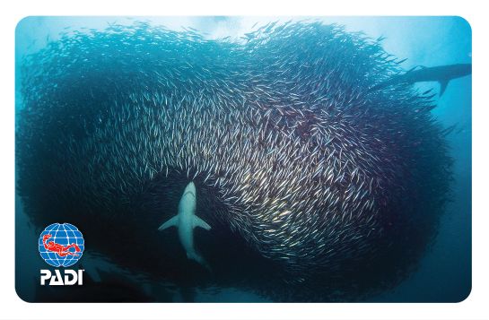 18年 新しい再発行限定デザインカードのお知らせ Padi Pros