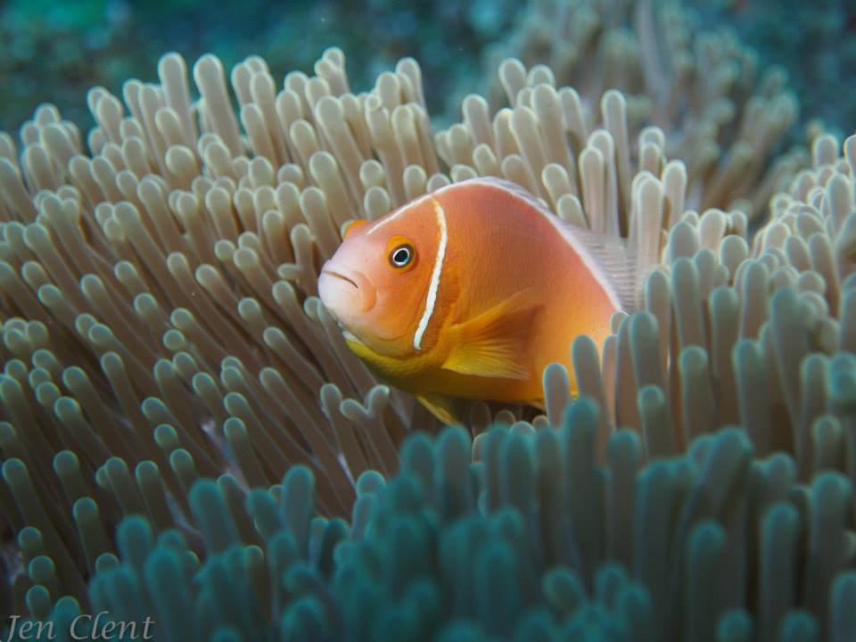 Anemome Fiji - Fiji 1