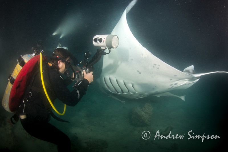 Manta Ray night dive