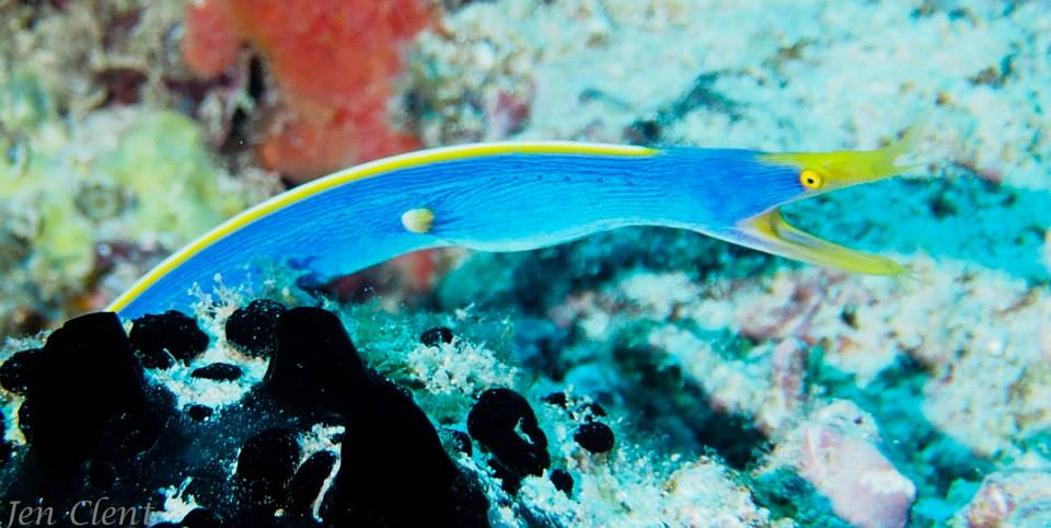 Blue Ribbon Eel - Fiji
