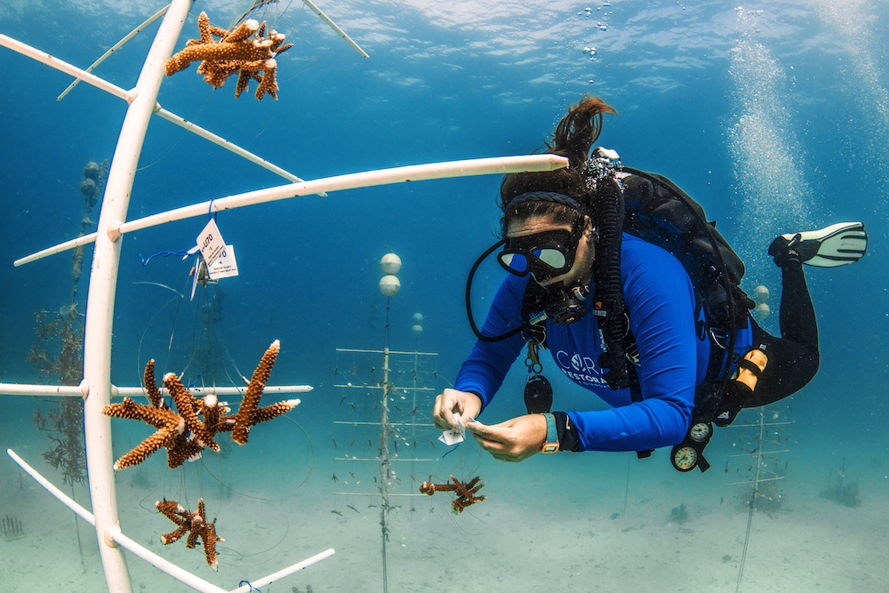 Diver does some coral maintenance on a coral tree for the coral restoration foundation