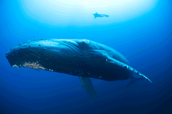 david-valencia-whale