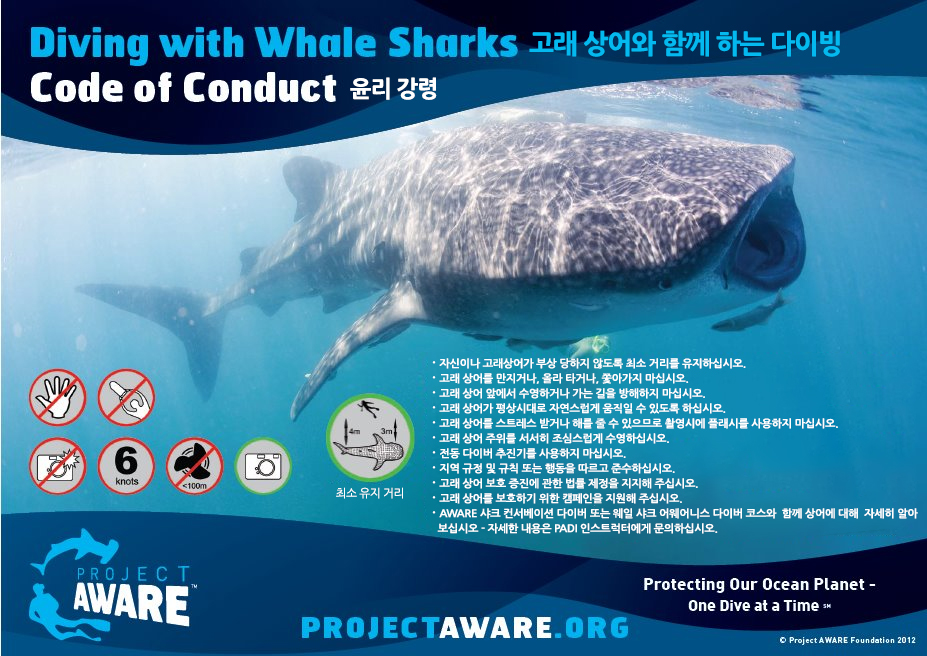 고래 상어를 타는 행위? 도저히 용납할 수 없는 상식에 벗어난 행동입니다! PADI Pros