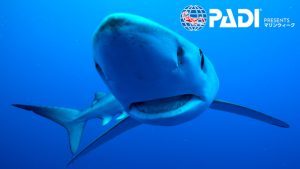 EuropesWildIslands_24cNational-GeographicslashErich-Proell-300x169