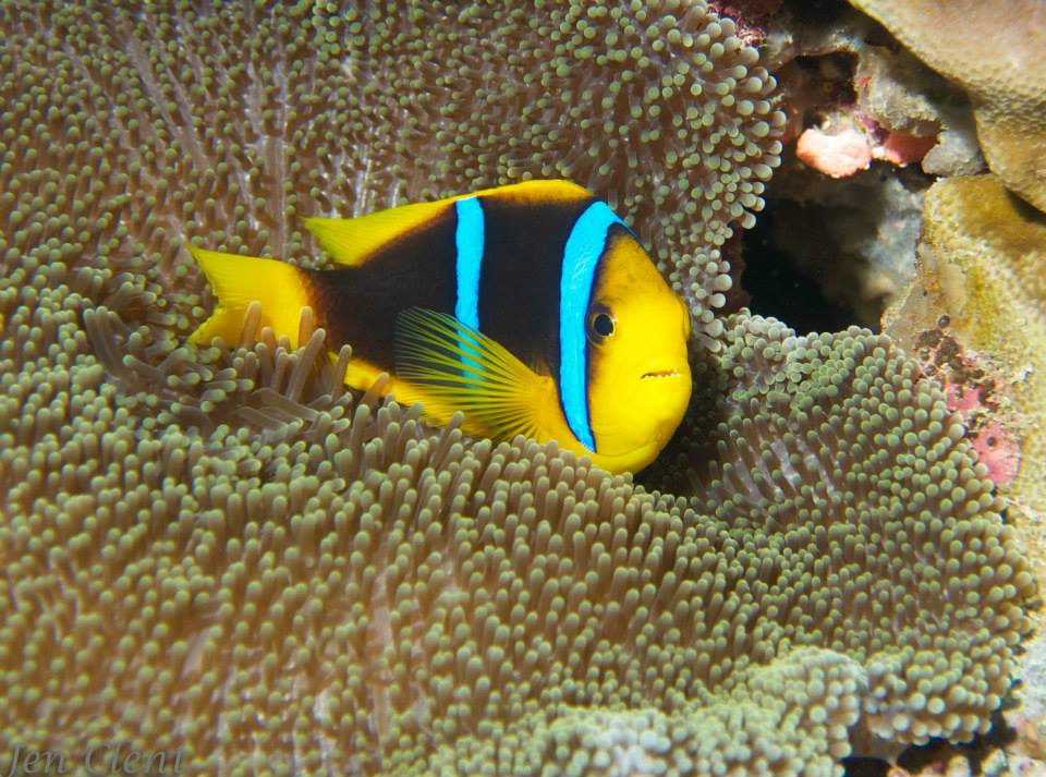 Fiji - Anenome Fish