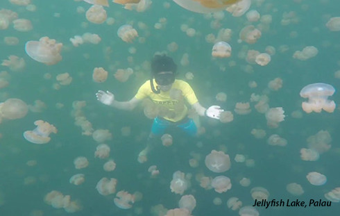 Freediving in Jellyfish Lake