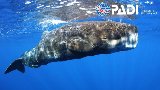 NGマリンウィーク