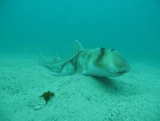 Project AWARE Jo article 19.9.13