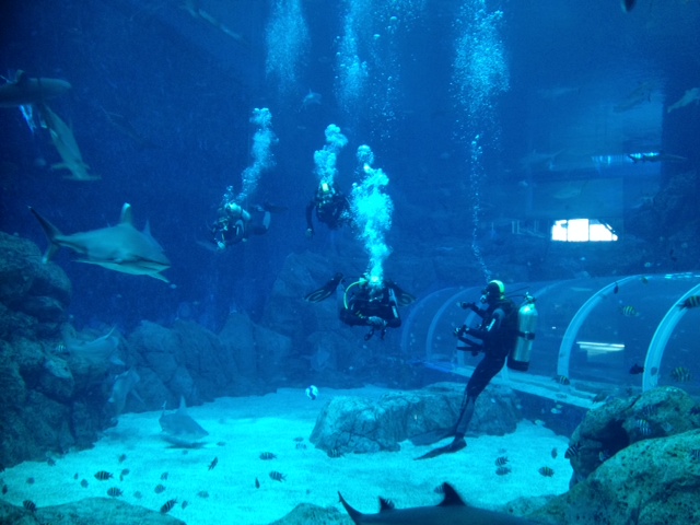 shark aqaurium divers