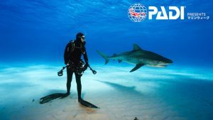 SharksUnderAttack_001_MissionCriticalcBrian-Skerry-300x169