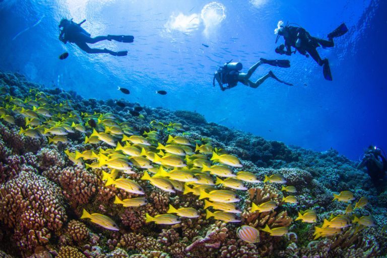 Divers and Coral Reef Underwater