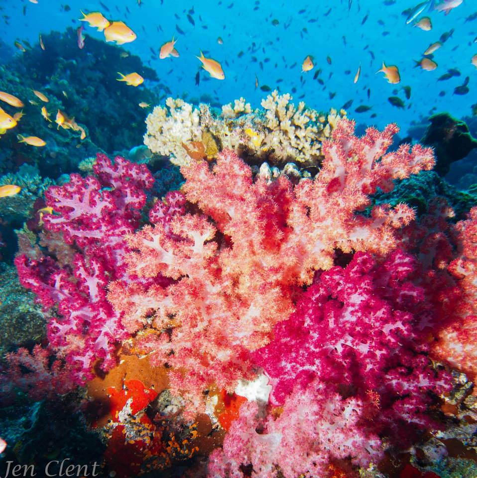Diving Fiji