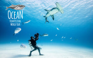 Ocean Film Festival Blog - Cover Imag