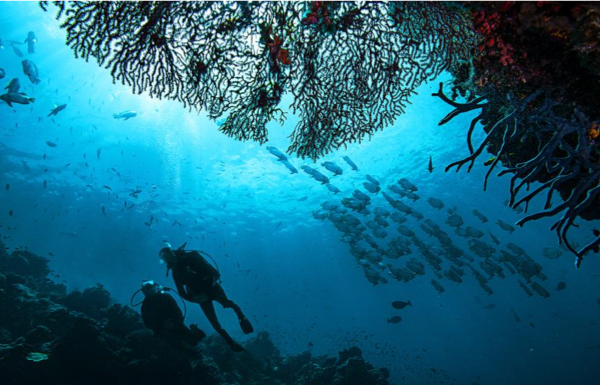 two divers explore a coral reef. The photographer is under the divers, shooting up towards them.