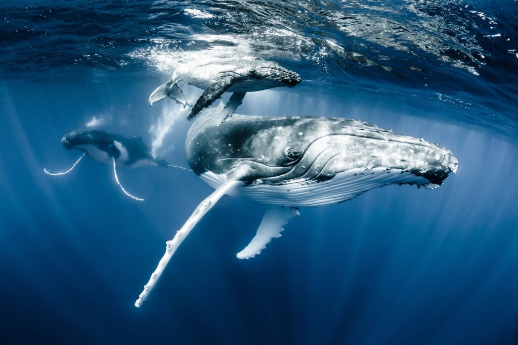 Copyright Shawn Heinrichs @shawnheinrichs