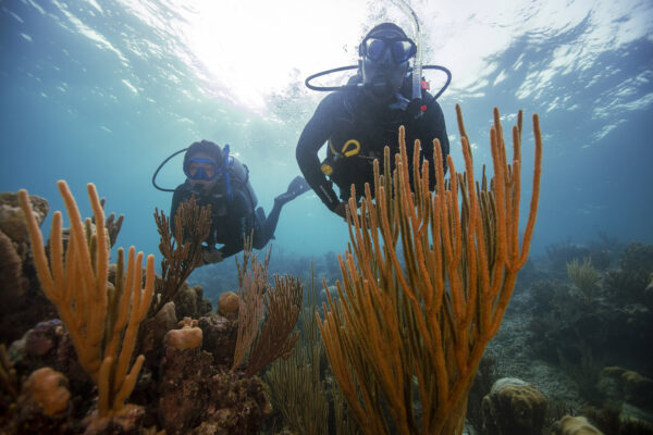 padi pro 2022 renewal