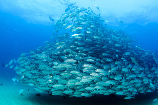 adopt a dive site adopt the blue