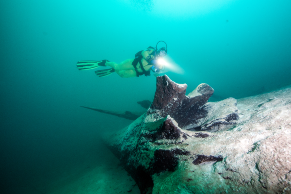 Cold water diver with tree trunk