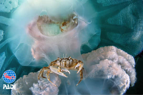Barrel Jelly fish by Salvatore Ianniello