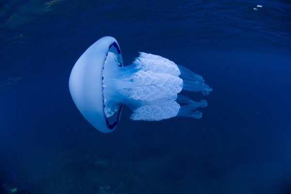 Mediterranean Diving Show del 24 al 26 de Marzo de 2023 en Barcelona