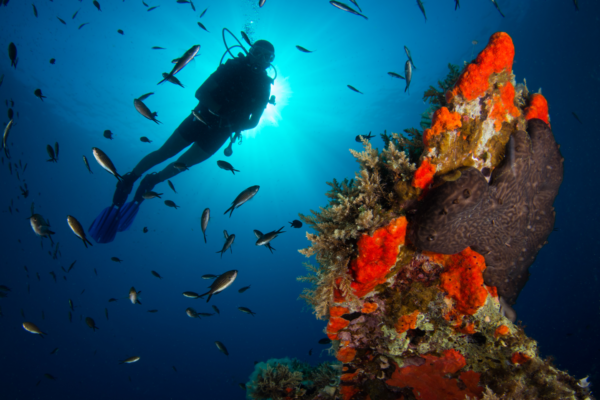 diver with coral in Greece