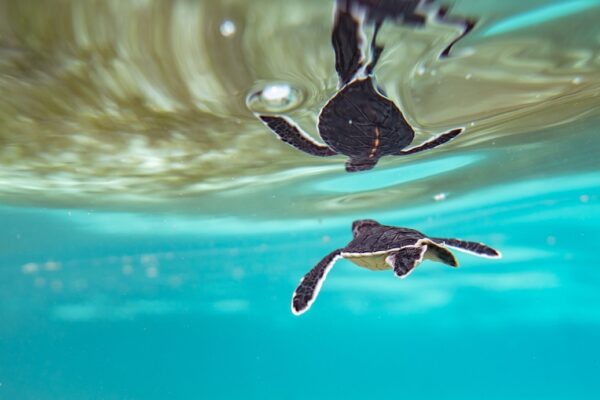 A baby sea turtle floats near the surface of blue water in the tropics
