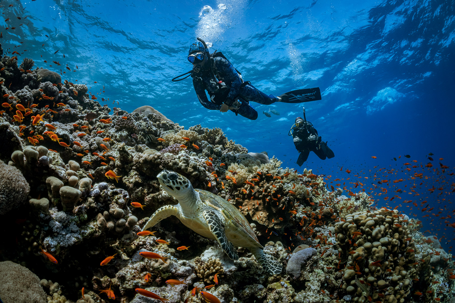 divers over a reef