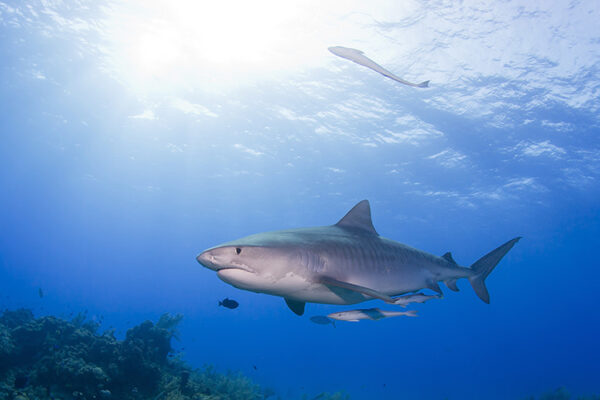 A tiger shark swims through clear waters in the Maldives