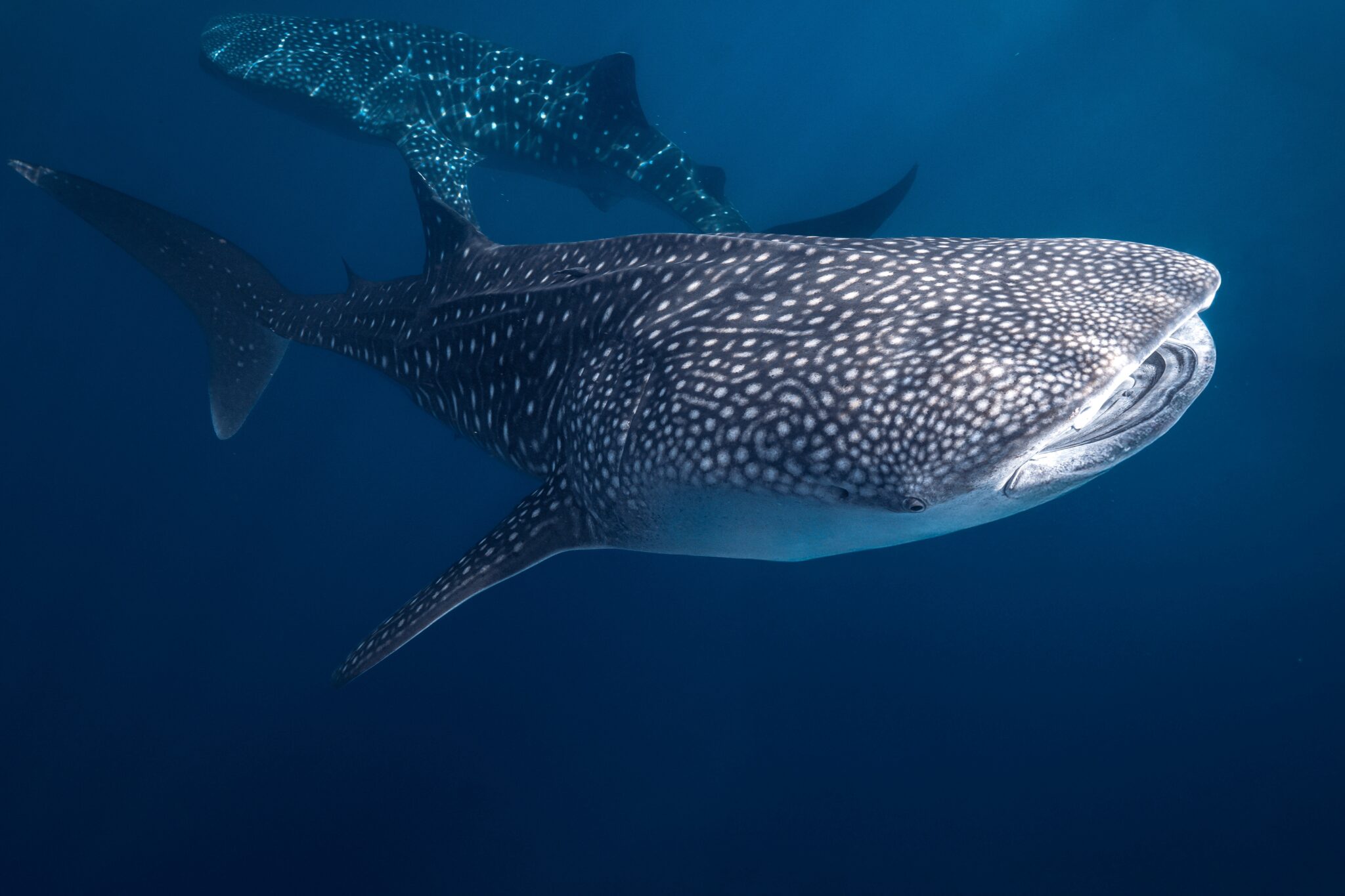 介紹全球鯊魚和鰩魚普查：PADI AWARE 最新的公民科學計劃- PADI Pros