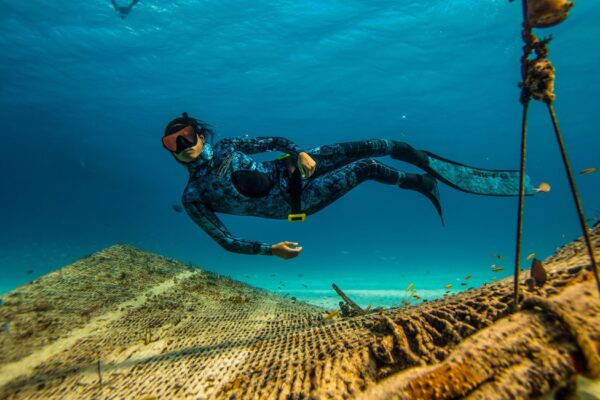 PADI Freediver Program – New Course Opportunities!