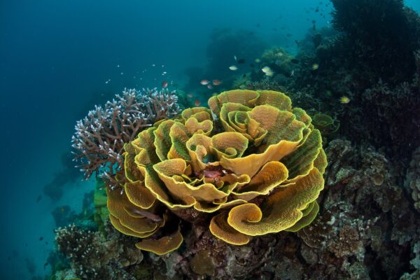 coral reef underwater
