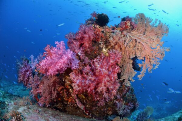 A vibrant coral reef in the ocean